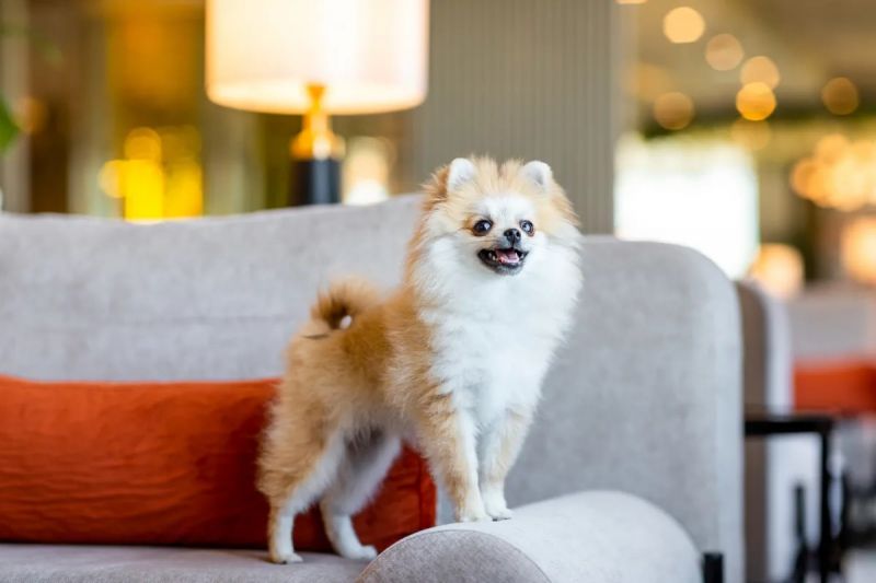 Отель "Rixos Krasnaya Polyana Sochi"